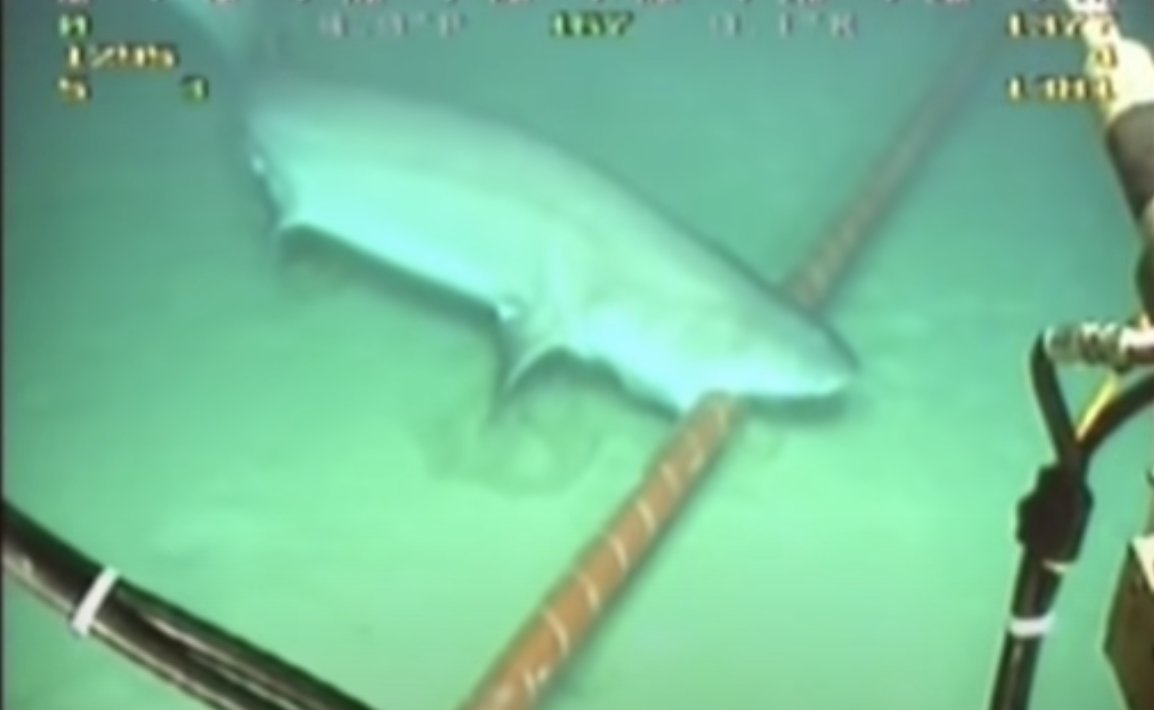 We can already name a thousand reasons why network fails  but the other day I learned another reason is the SHARK BITES. Sharks are attracted to the magnetic field and think fiber optic cables under the ocean is fish 🤦‍♀️ theguardian.com/technology/201…
