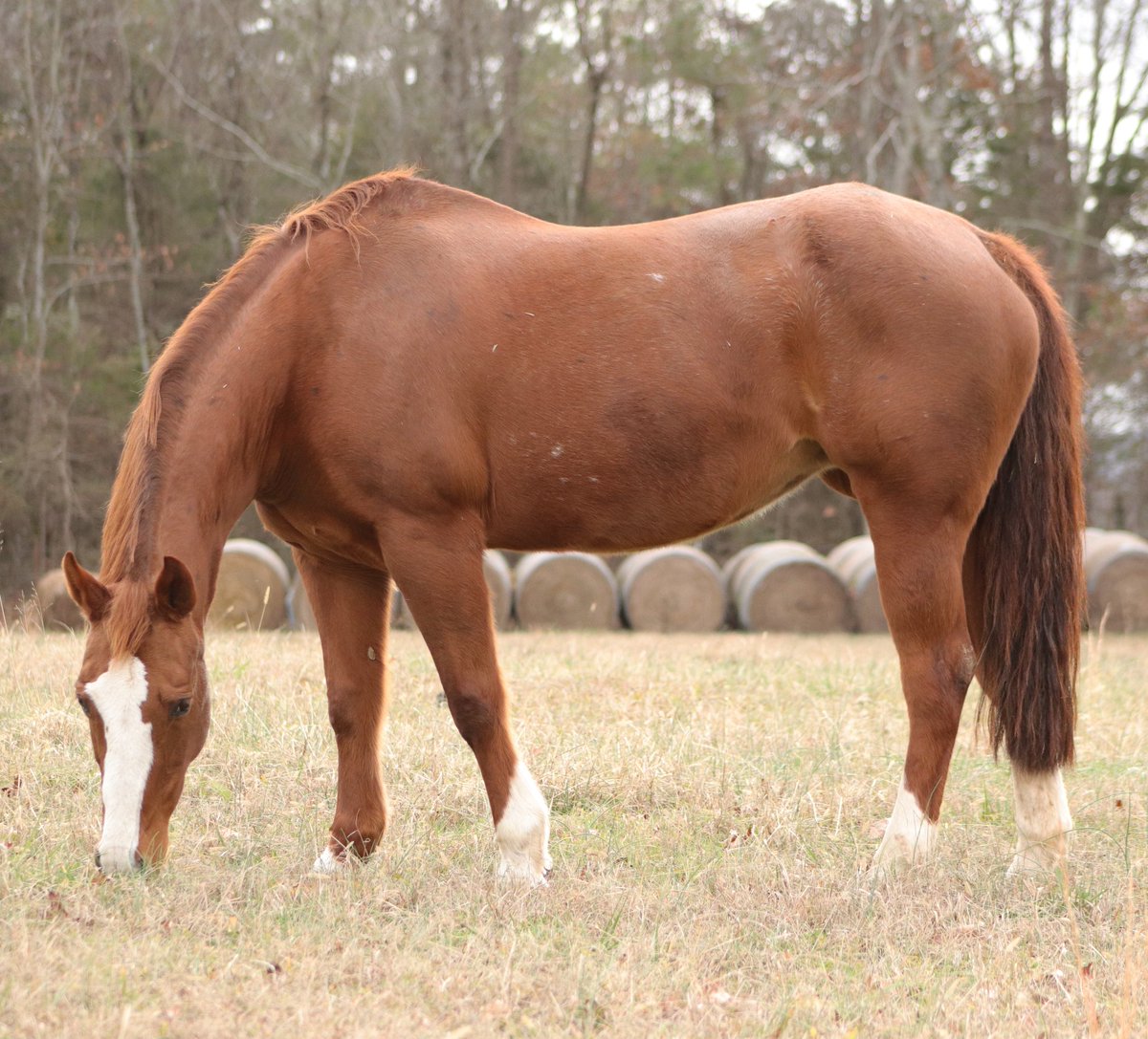AwkwardCamera's tweet photo. My neighbor let me take some pictures of her horses a while back. https://t.co/ZcwhmHTWq2
