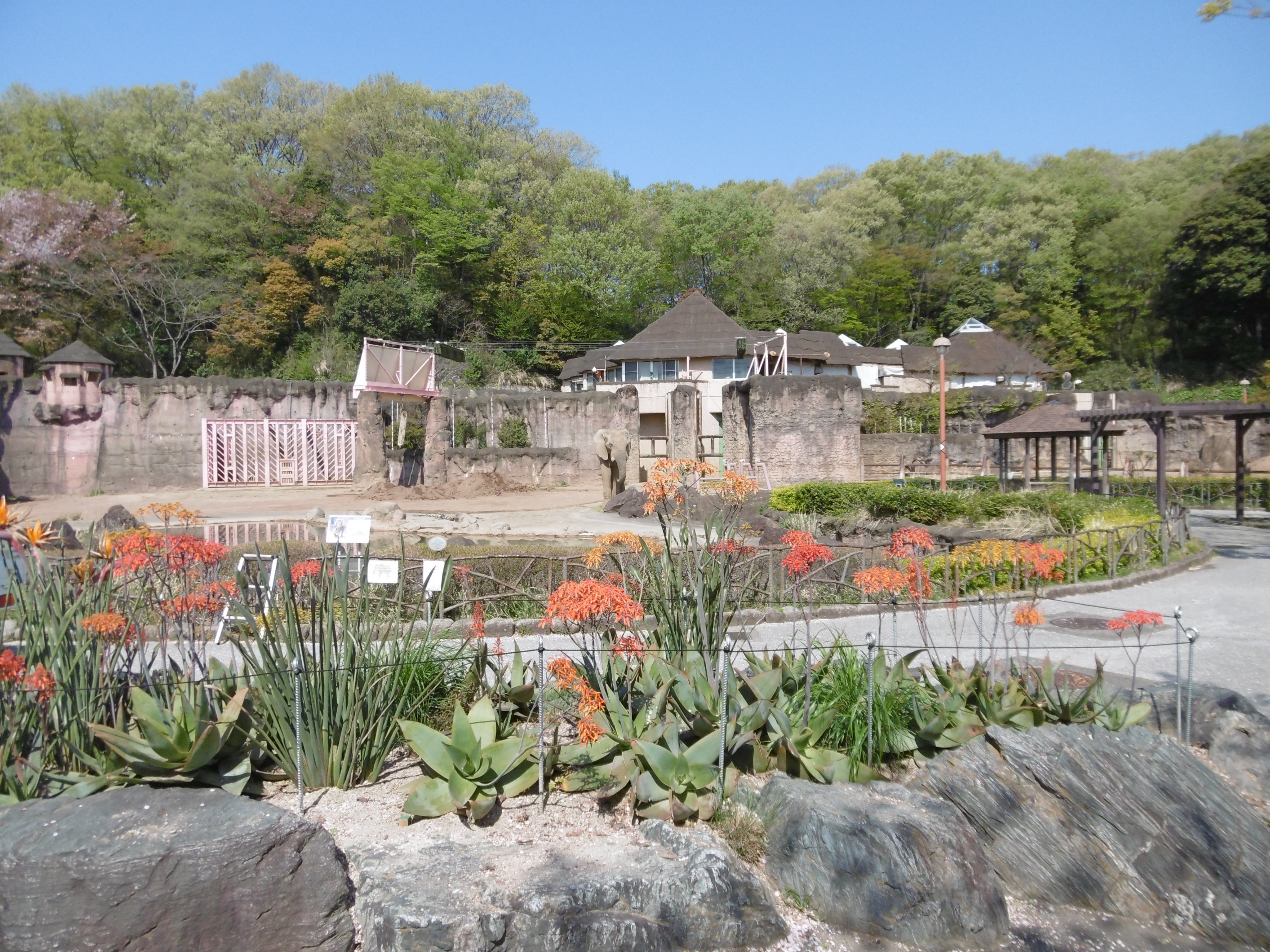 多摩動物公園 公式 アフリカゾウの運動場前ではアロエの花が咲いています アロエの花言葉は 健康 です 施 休園中の動物園水族館 花写真 T Co Egxotrrvjn Twitter