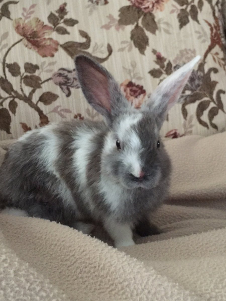 Debradj1958's tweet photo. Harley turned 3 yesterday! With everything going on in the world right now I completely forgot. Happy Birthday my Sweet boy! ❤️🐰😘🎂🎉 https://t.co/yBAUi4AXeK