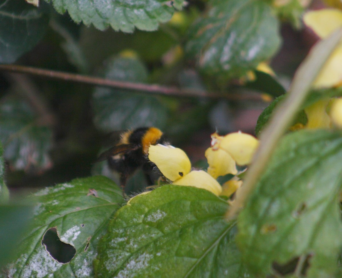 Yellow archangel was covered with my beautiful fuzzy friends, I also have a bumblebee nest in my garden shed by the looks of things as they have been coming in and out of a hole near the ground for days now.