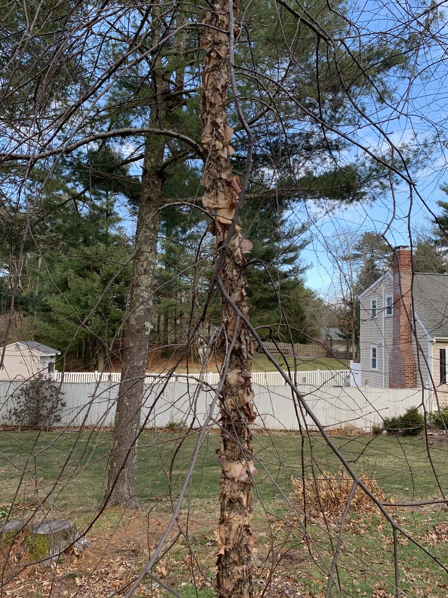 madiema330's tweet photo. this cool tree with peeling bark #stonehillbiodiversity https://t.co/GPtMX9tK6d