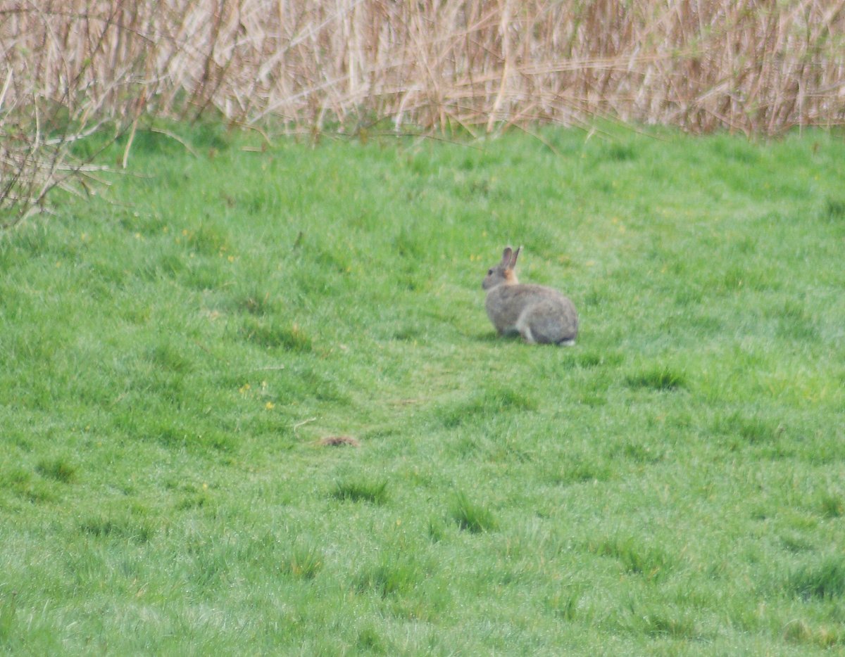 I really did see the Easter bunny yesterday.