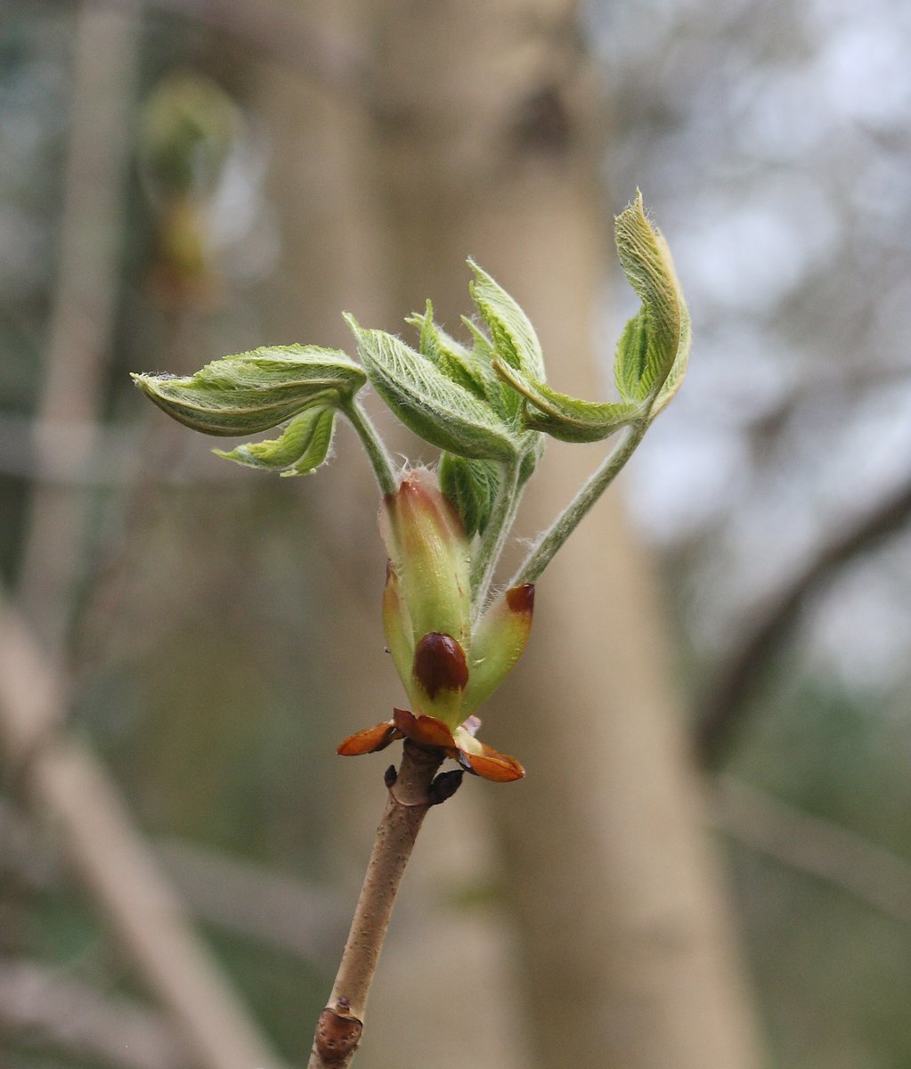 New life and even life that comes from death were all messages of hope, nature speaks to me without words as it always has and reminds me to just keep going.