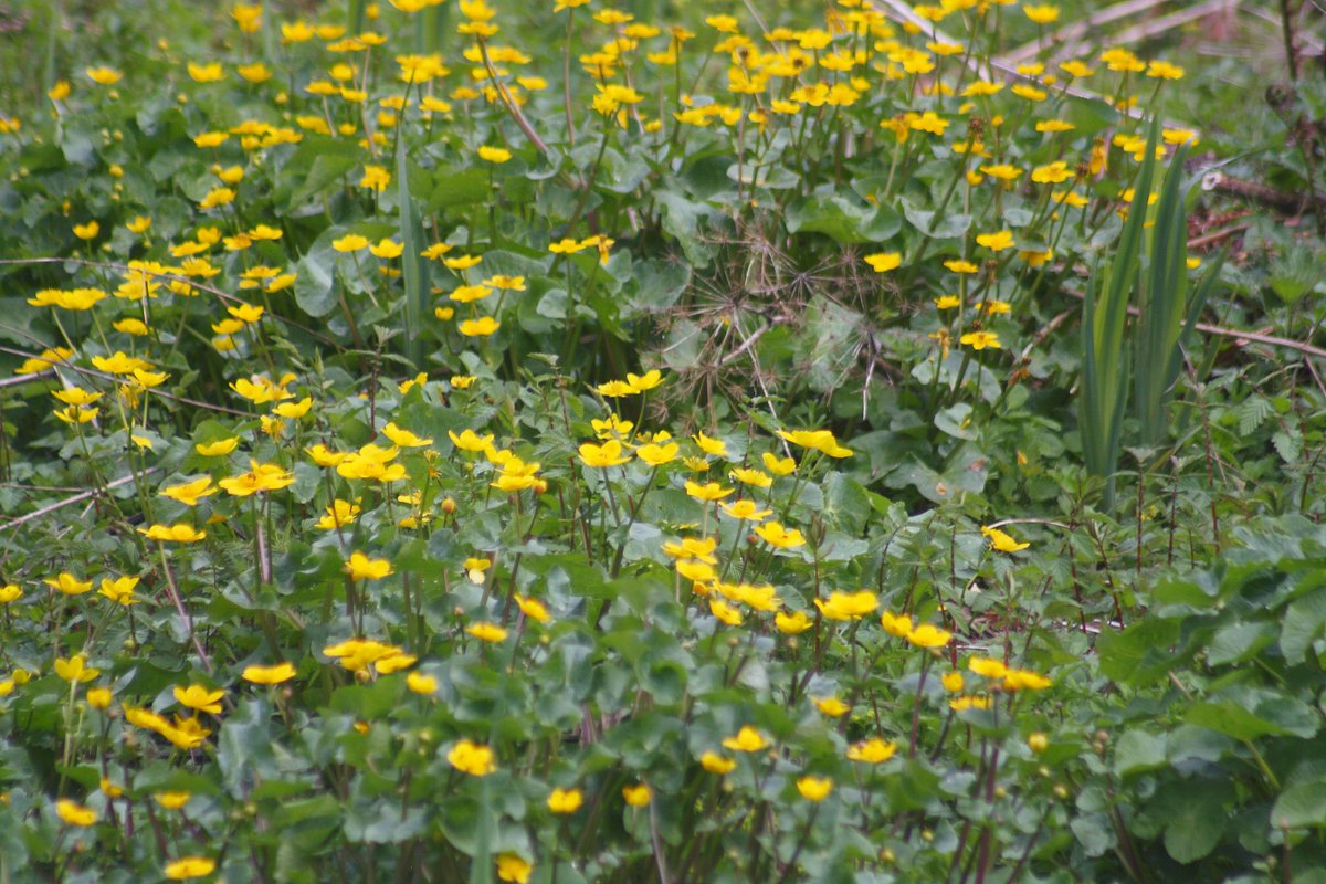 March marigolds, fungi,wood anemones and bees all getting on with life around me and during the madness and chaos that surrounds us all, I find solace in the fact nature is constant. In nature all is normal.