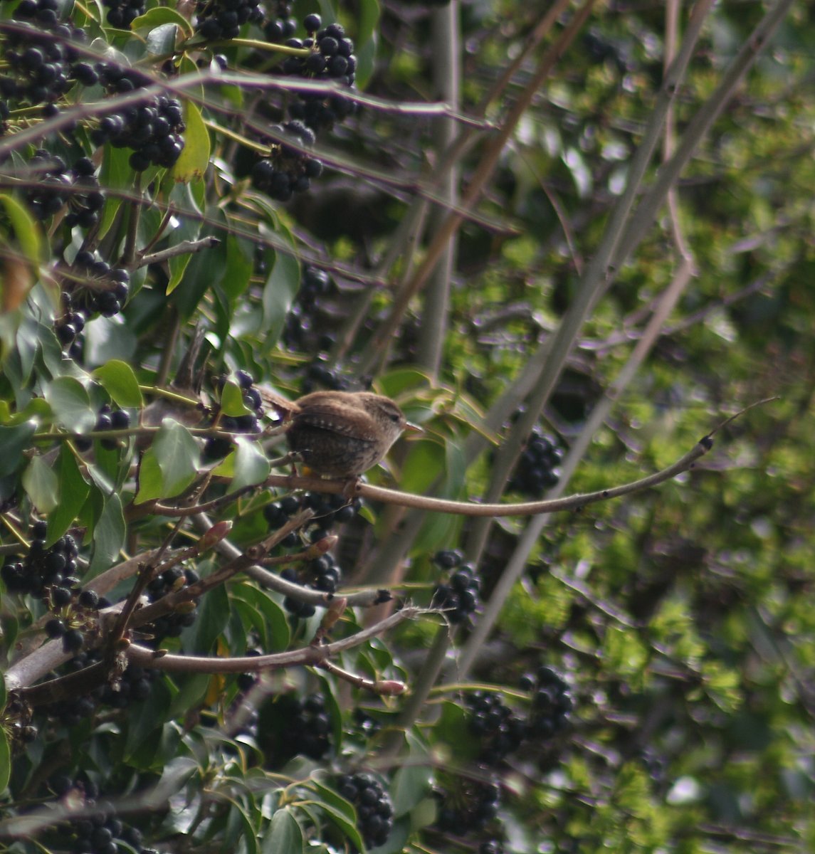 A Jenny Wren appears in the hedgerow and I am quick enough to get a few captures. Even when I am feeling so numb & lost my instincts to capture nature take over and I never have to think about it, it always just happens and it`s such a natural feeling for me.