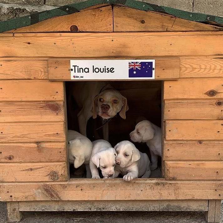 Louis_Tina_'s tweet photo. For those of you who know me, know how much I love dogs. (ALL animals for that matter) One day after watching countless animal videos, I came across this profile @dev_naz and immediately started following. Himself, his brother @ge_naz and his team are dedicated to helping the str https://t.co/kAD3EE8o2H