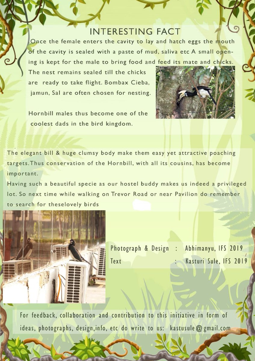 BeingIfs's tweet photo. The #IFSBatch2019 has come up with this unique initiative- 'Know Your Campus (KYC)'. Under KYC, public awareness is provided on various constituents of Campus where Foresters are trained - including Biodiversity & Heritage Structures.
Issue#1: Oriental Pied HORNBILLS
#KYC_IGNFA https://t.co/sCth3WQmEa