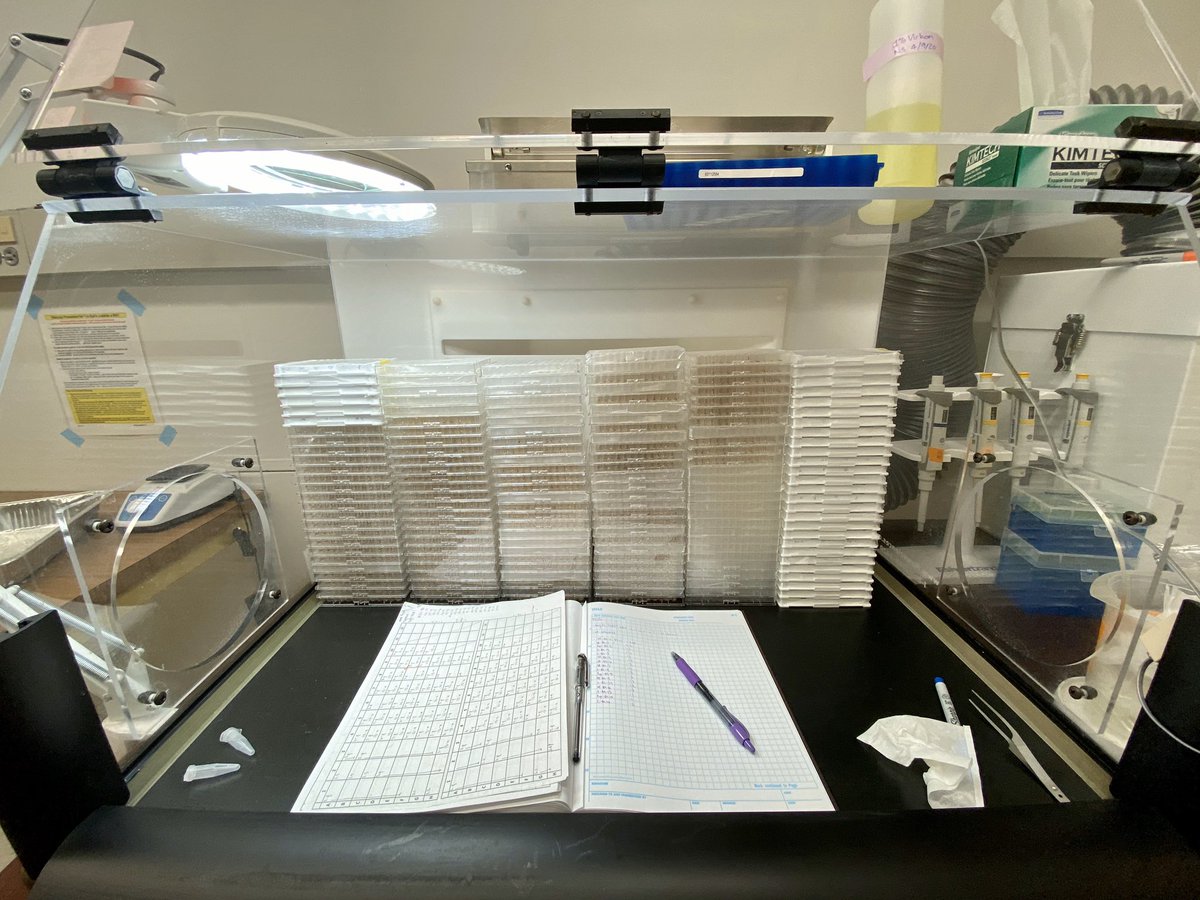 steph_birnbaum's tweet photo. 36 hrs setup time + 84 tx groups + 8000+ larvae + 21 days fitness data = biggest organismal expt of my postdoc done!! 

Now just 186 RNAseq library preps!

#QuarantineLife #science #research #DontStop https://t.co/6auX2Tp6Z8