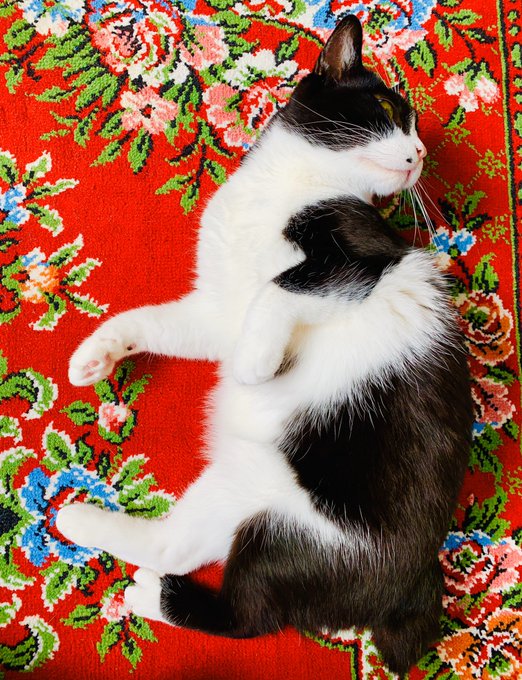 絵画のような猫です 