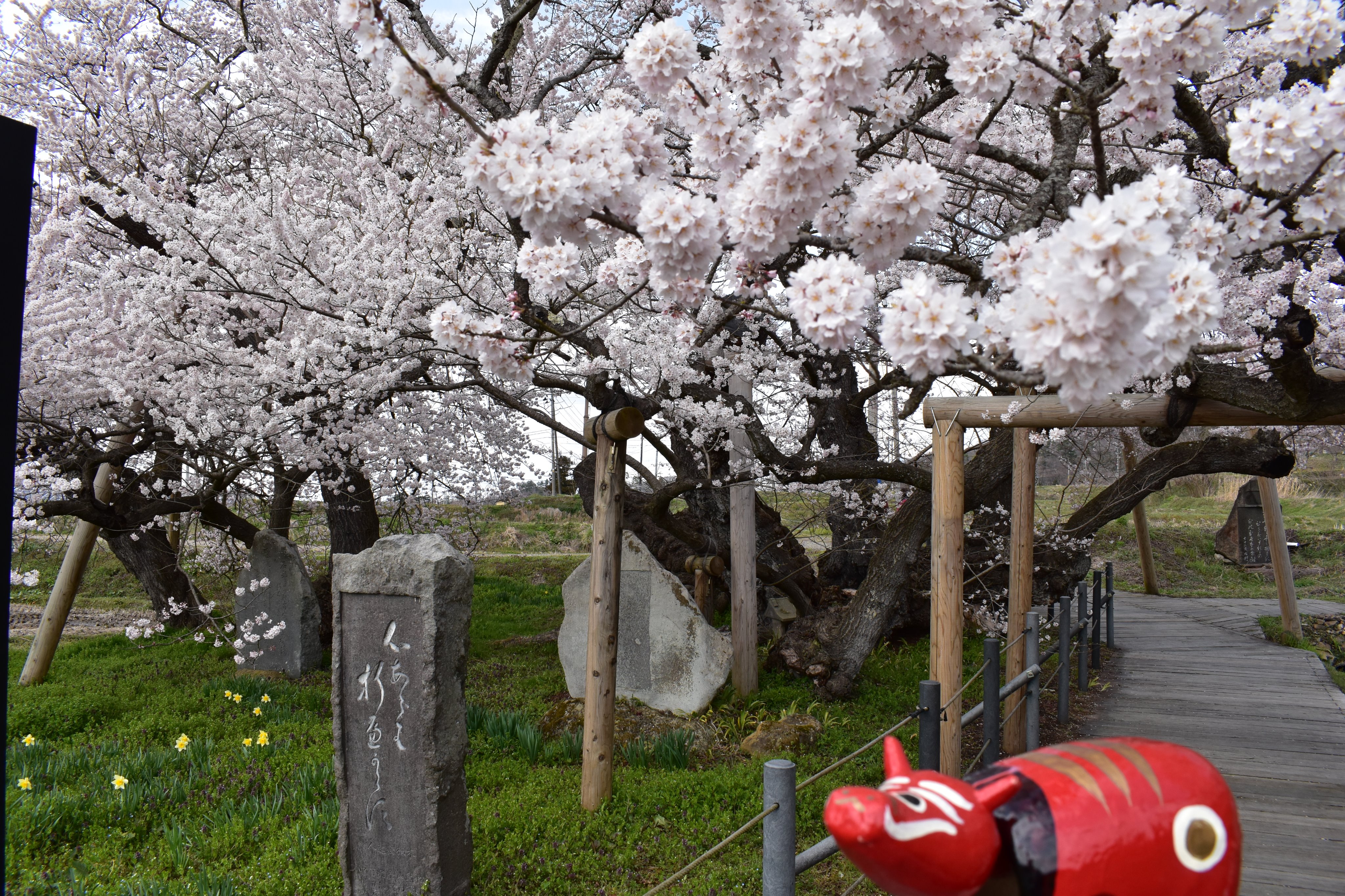 会津ファンクラブ 今日ご紹介するのは 石部桜 樹齢650年と言われているエドヒガンサクラの古木です 大河ドラマ 八重の桜 で一躍有名になりました どうぞ写真でお楽しみください 今回は赤べこさんのお供に小法師さんもお連れしました 石部桜