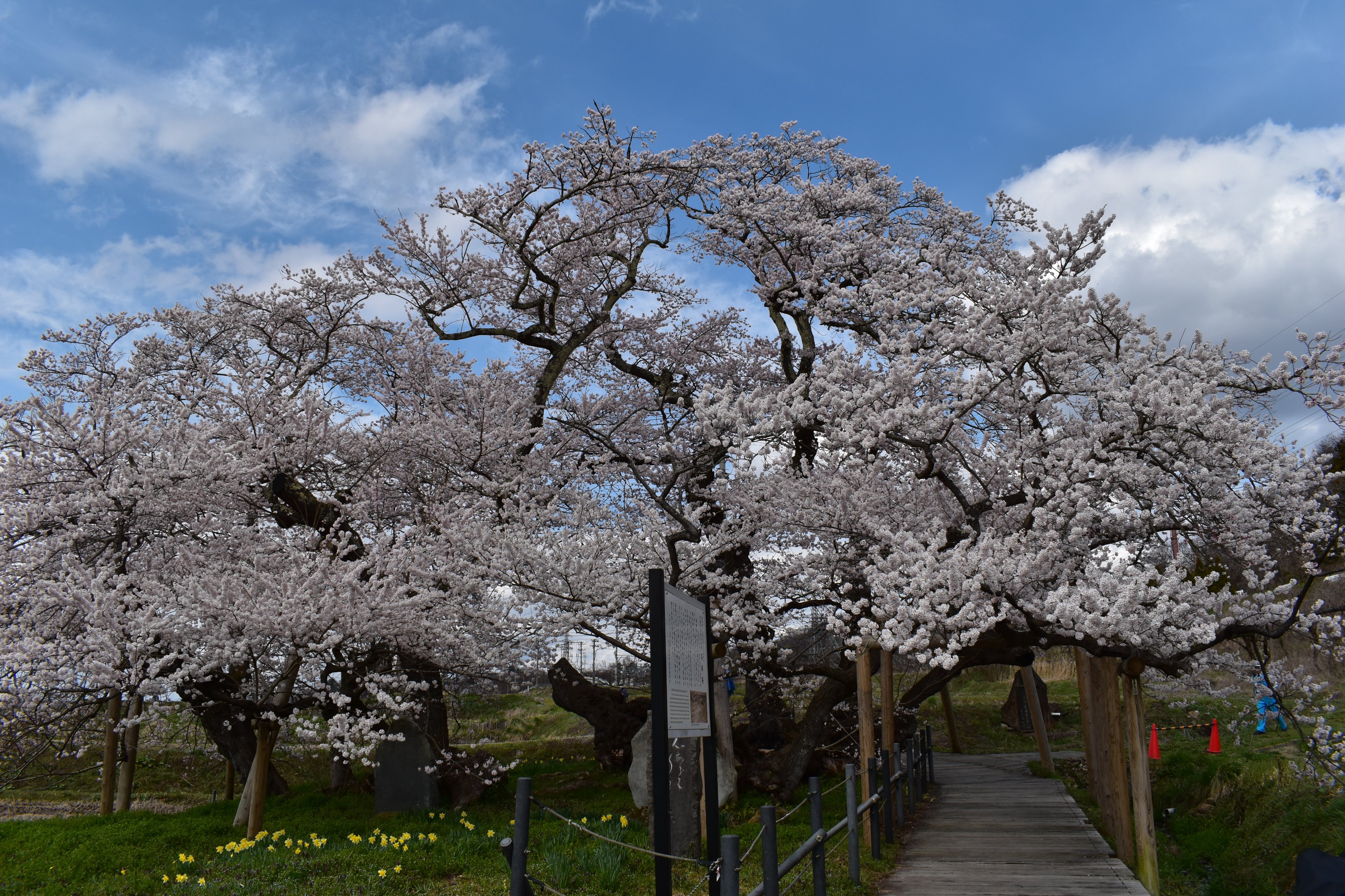 会津ファンクラブ 今日ご紹介するのは 石部桜 樹齢650年と言われているエドヒガンサクラの古木です 大河ドラマ 八重の桜 で一躍有名になりました どうぞ写真でお楽しみください 今回は赤べこさんのお供に小法師さんもお連れしました 石部桜