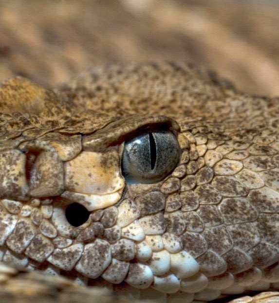 Con estas fotos aéreas podemos apreciar que no es suficiente la serpiente que apreciamos dentro de la Sala de Audiencias, es indispensable que por fuera también luzca así, incluso tuvieron la delicadeza de agregar la pupila vertical, para evitar dudas.