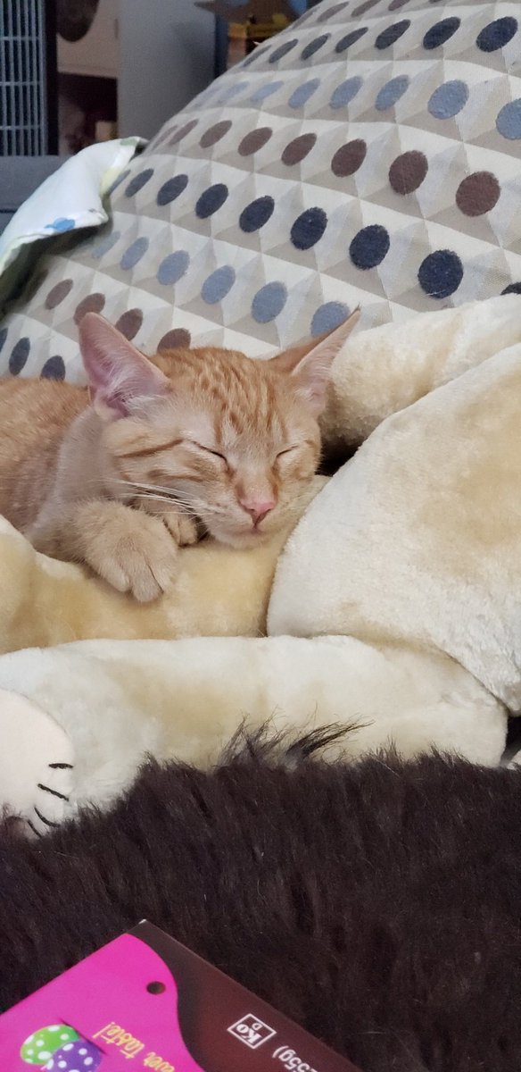 My newest kitten Dorito