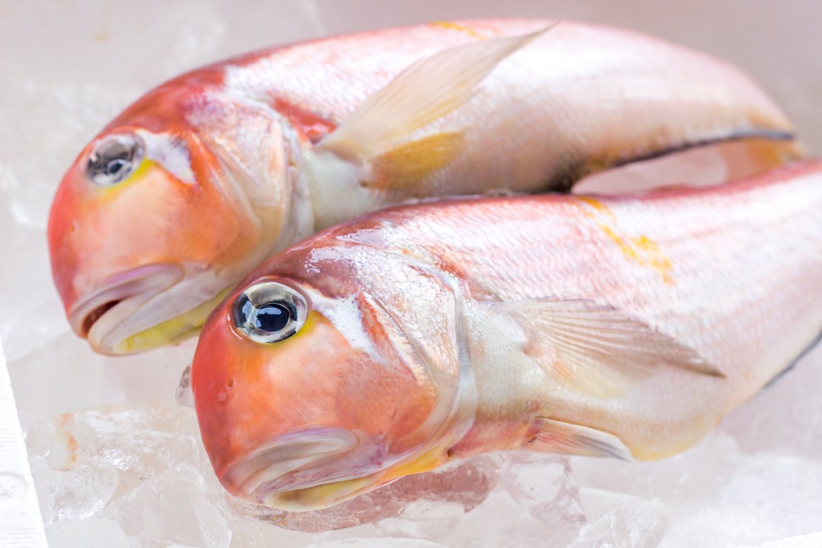 Sakanabacca Na Twitteru ピカピカの丸魚 が並ぶアイスベッドから直接選んで買うのがサカナバッカの醍醐味 下処理は遠慮なくお申し付けくださいね 薄いピンク色の魚体が美しい甘鯛は身が柔らかいので 酒蒸しや昆布締めがおすすめ 皮つきのまま少し炙ると甘い香りで