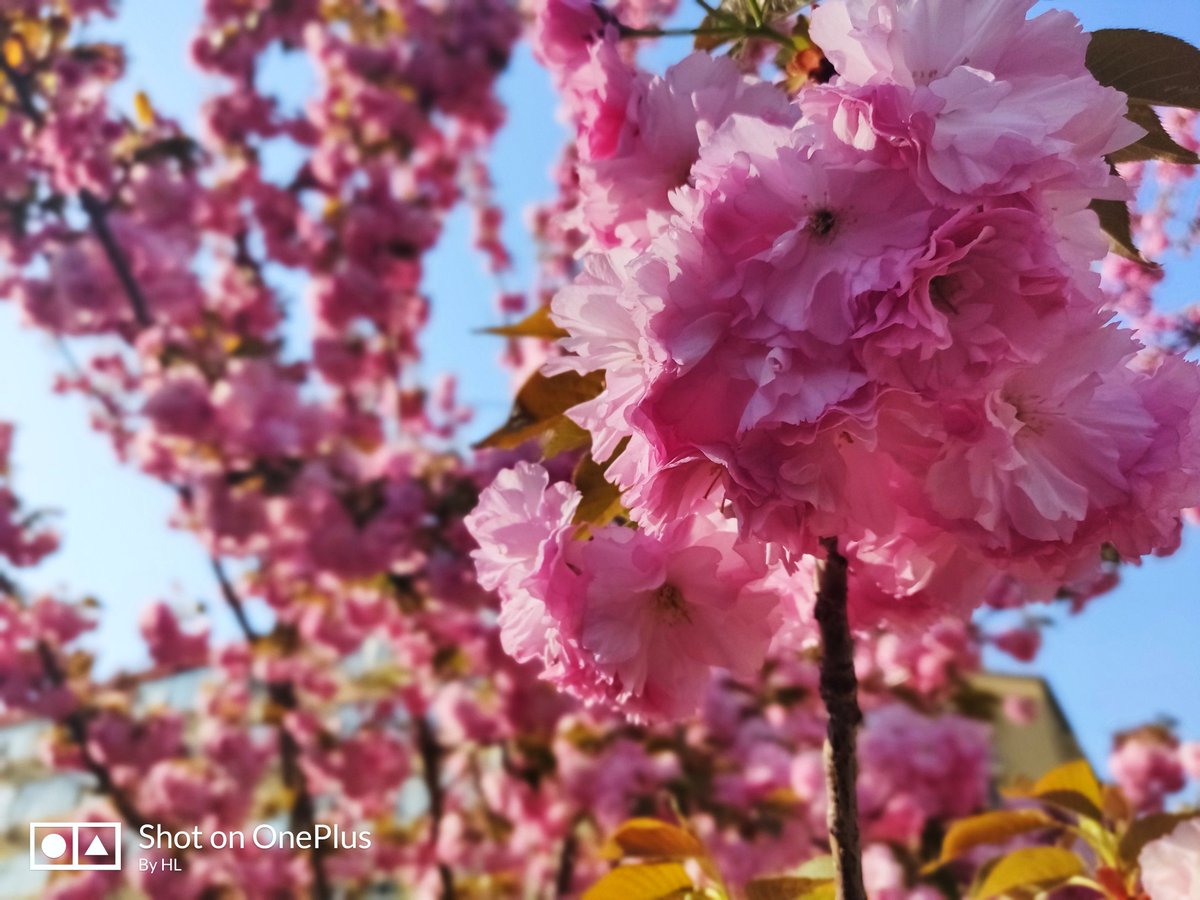gta12138's tweet photo. flower https://t.co/pNh3YJndAh