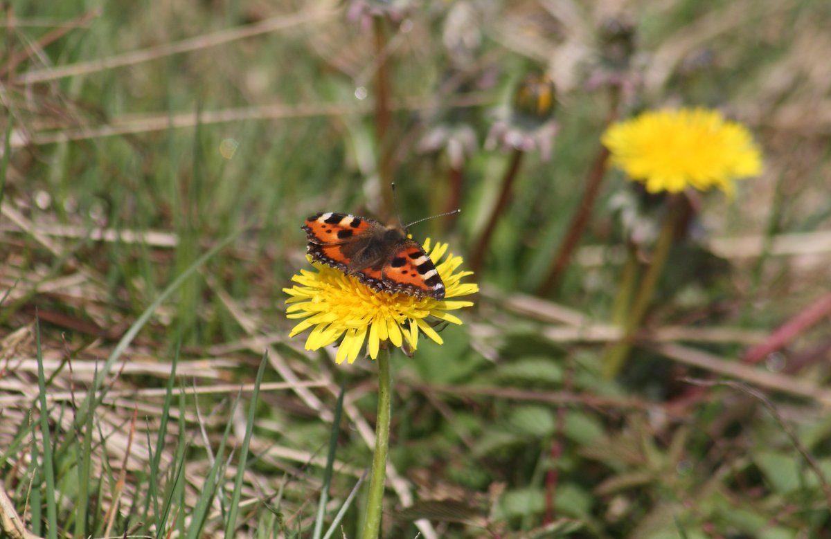 I have too many promises to fulfil so I clung on to nature and behind my lens I focussed on my first small tortoiseshell butterfly of the year. I will break in time, I will shatter into a thousand pieces & somehow rebuild myself but just not now.I just can`t.