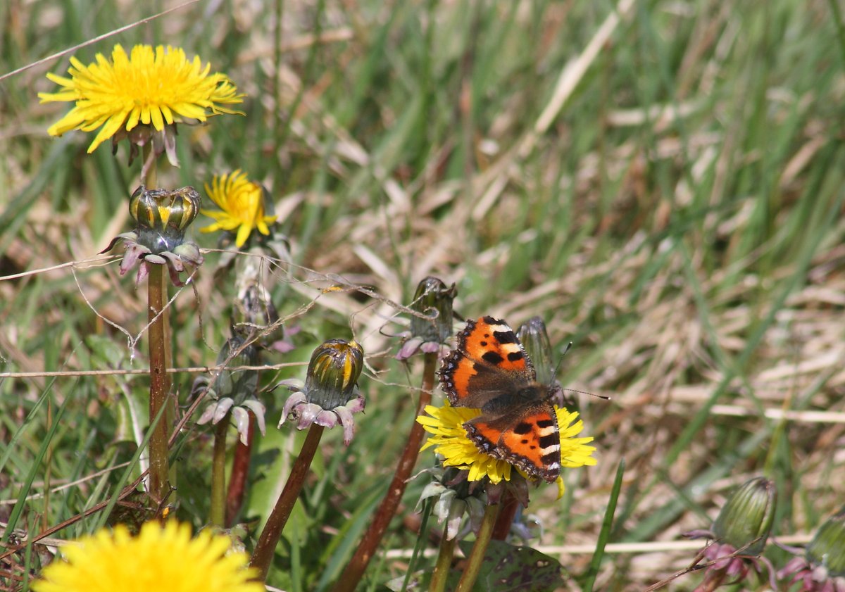 I have too many promises to fulfil so I clung on to nature and behind my lens I focussed on my first small tortoiseshell butterfly of the year. I will break in time, I will shatter into a thousand pieces & somehow rebuild myself but just not now.I just can`t.