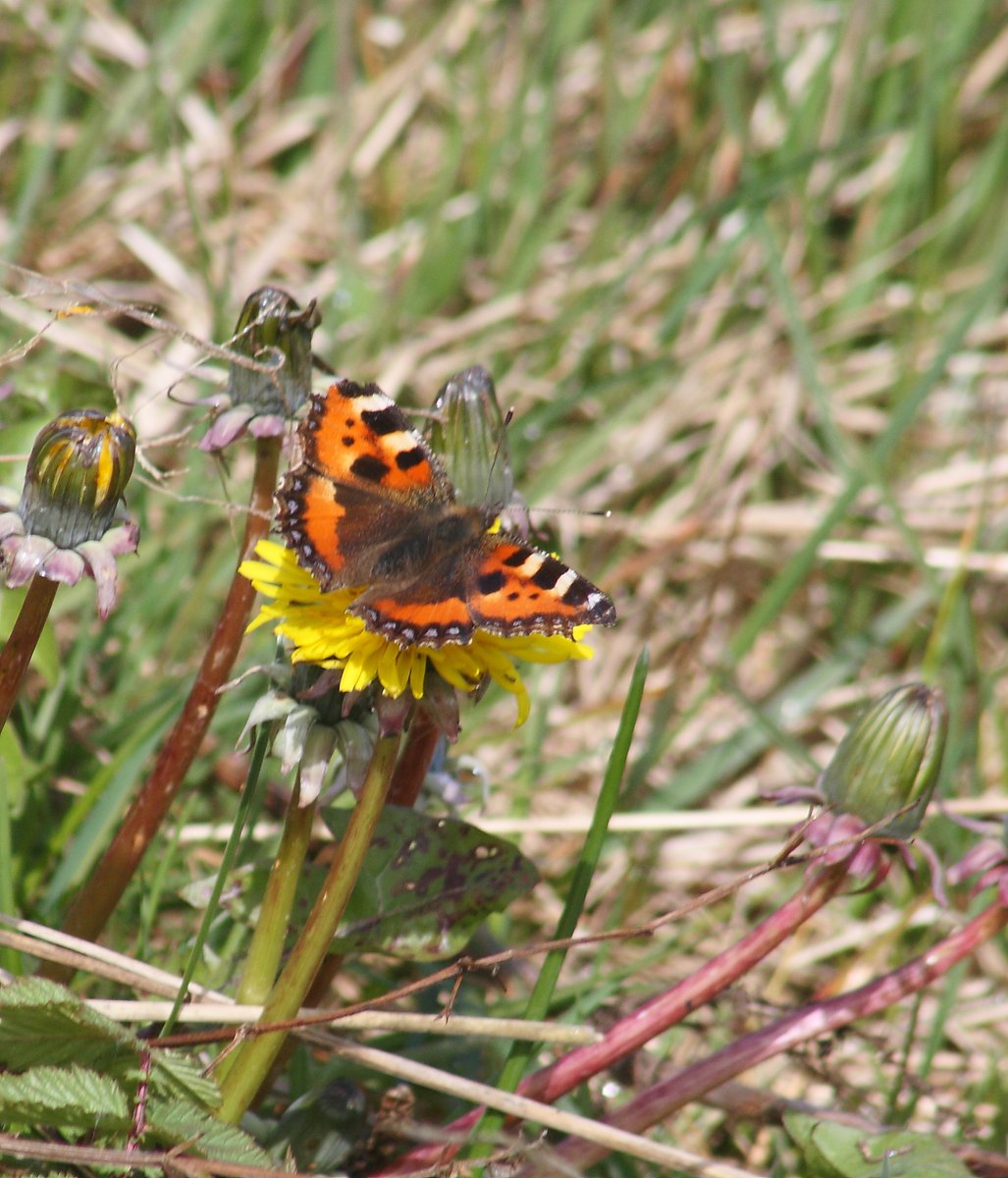 I have too many promises to fulfil so I clung on to nature and behind my lens I focussed on my first small tortoiseshell butterfly of the year. I will break in time, I will shatter into a thousand pieces & somehow rebuild myself but just not now.I just can`t.