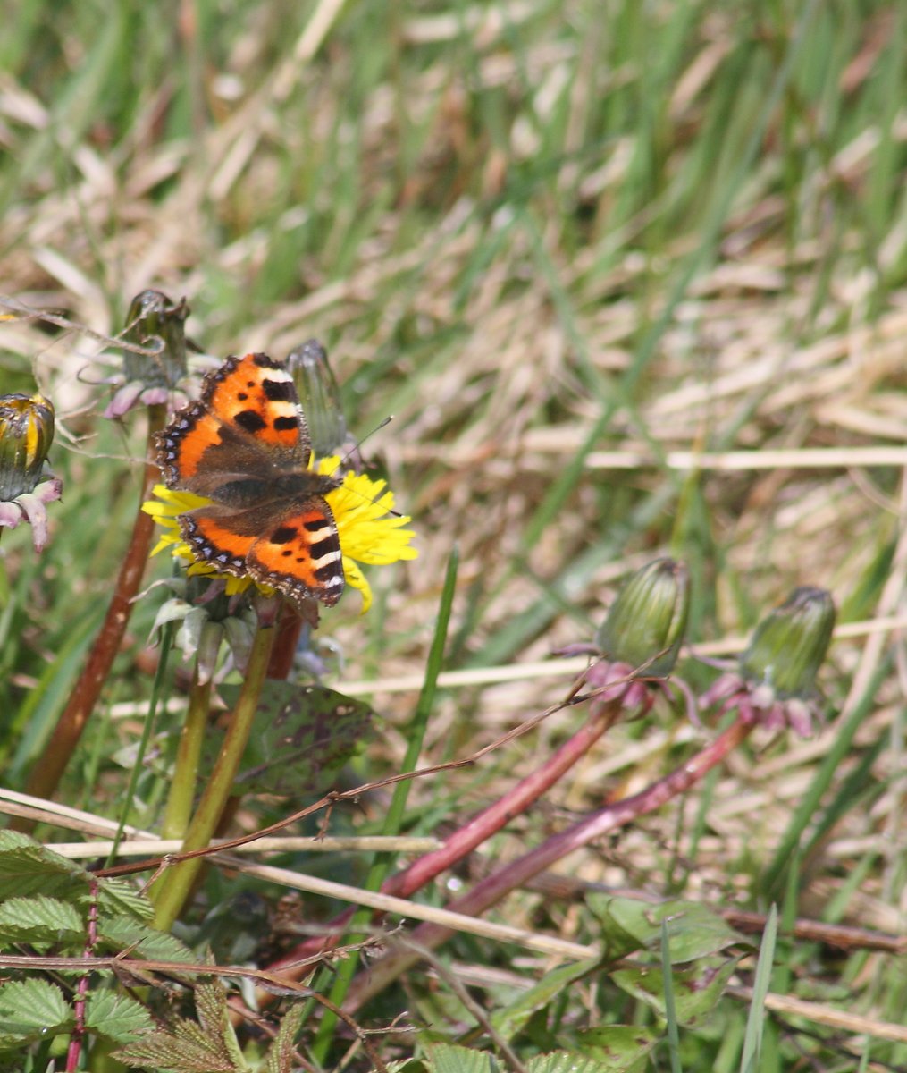 I have too many promises to fulfil so I clung on to nature and behind my lens I focussed on my first small tortoiseshell butterfly of the year. I will break in time, I will shatter into a thousand pieces & somehow rebuild myself but just not now.I just can`t.