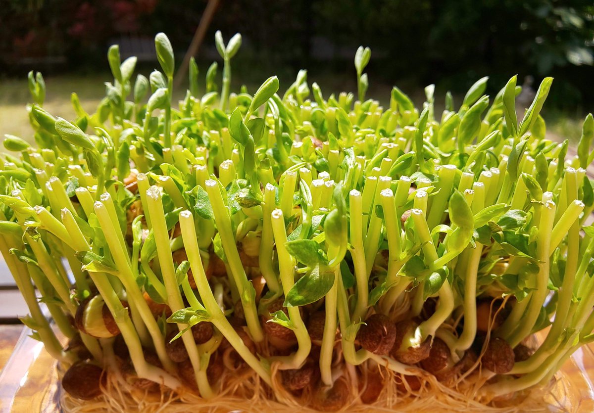 tedyree47475's tweet photo. 豆苗の二度目の成長🌱🌱🌱🌱🌱
12日から成長が速くなってきたみたいで楽しみ😊
#小さな癒し #smallgreen https://t.co/VMqrRYBTyf