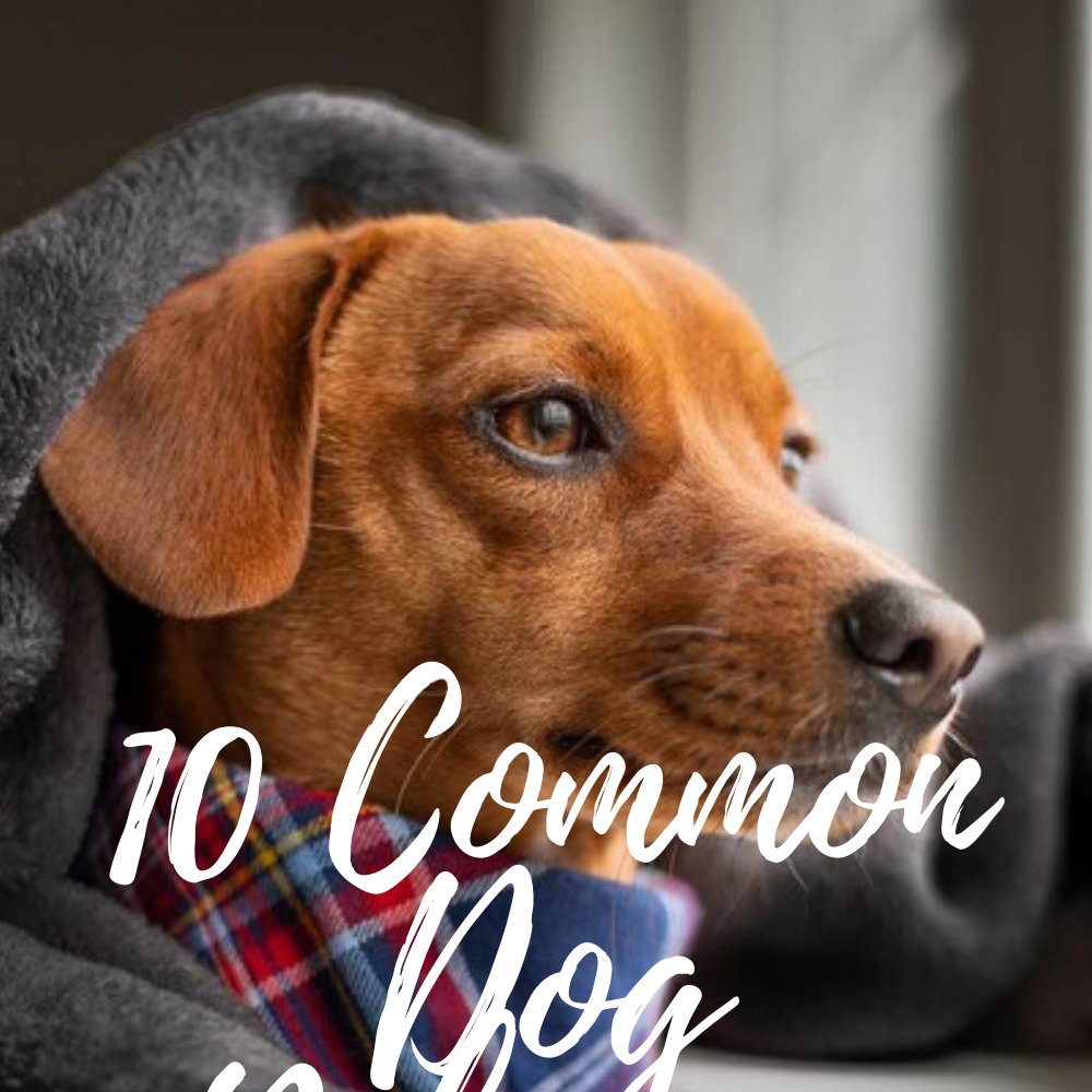 10 Common Dog Behavior Problems | Dog Training Tips 
dogtipsecret.blogspot.com/2020/04/10-com…