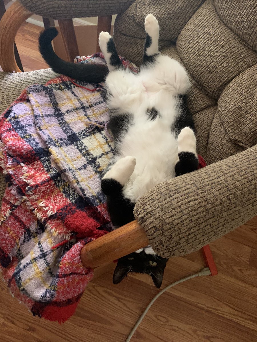 graceannharris's tweet photo. Quarantine has made even my cat overly bored that she’s now falling asleep in the WEIRDEST positions. Here’s an example from today 😂😂: 
#RhetLifeComposing066 @JoeyTeixeira7 https://t.co/DnFKDU8Oh3