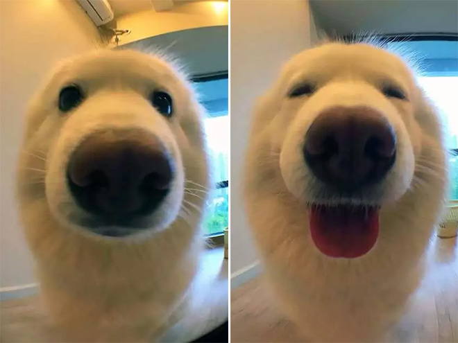 Roland Gratzer On Twitter Was Worte Ausmachen Konnen Before And After Pictures Of Dogs Being Called A Good Boy Boyhttps Www Sadanduseless Com Good Boys Gallery Https T Co 4d8sflw6jy