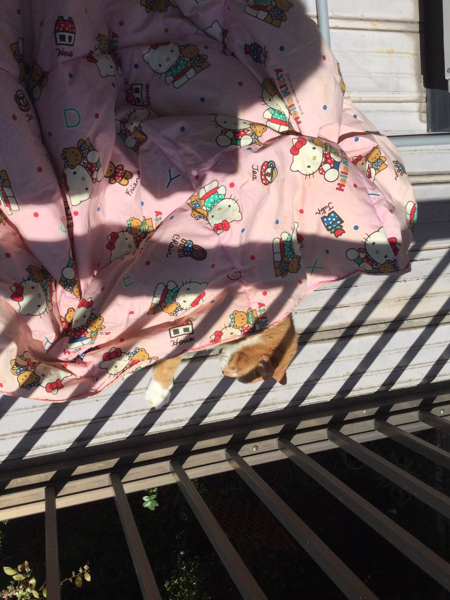 晴れた日は、ポカポカお昼寝でも良いんじゃない？

ベランダ気持ちいいよ〜🐈☀️
#ステイホーム