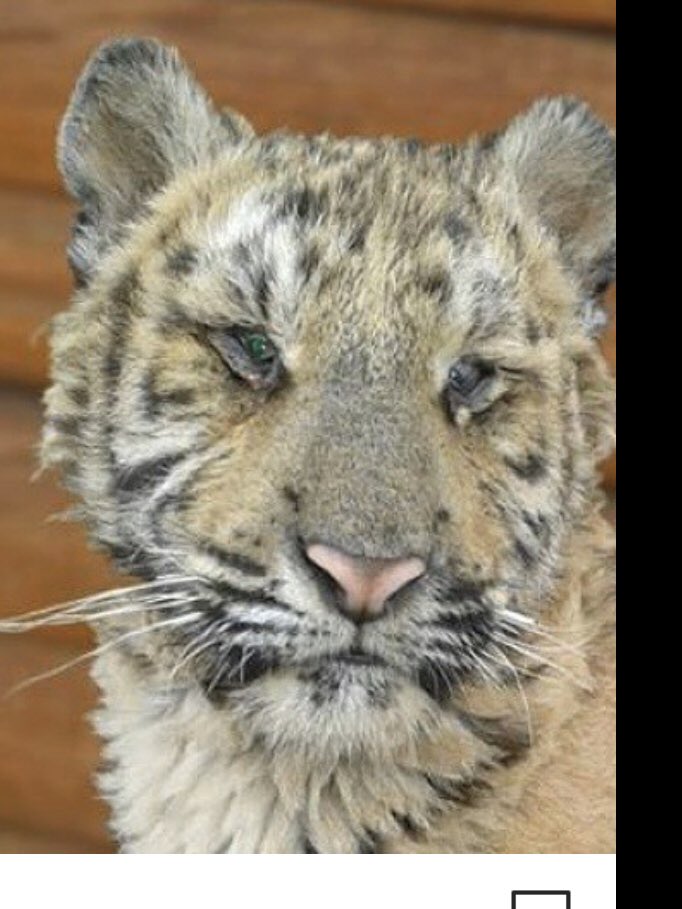 tigerrangertera's tweet photo. We are not sure if this baby made it but one thing is for sure this is the face of suffering. And it’s inexcusable. @tigerrangertera netflix , @tmz_tv @roblowe @fisherstevens @iamcardib @FOXTV thinks Joe Exotic is “a trip” need to be boycotted. #TigerKingNetflix #EricGoode https://t.co/Wk9a4eBdmA