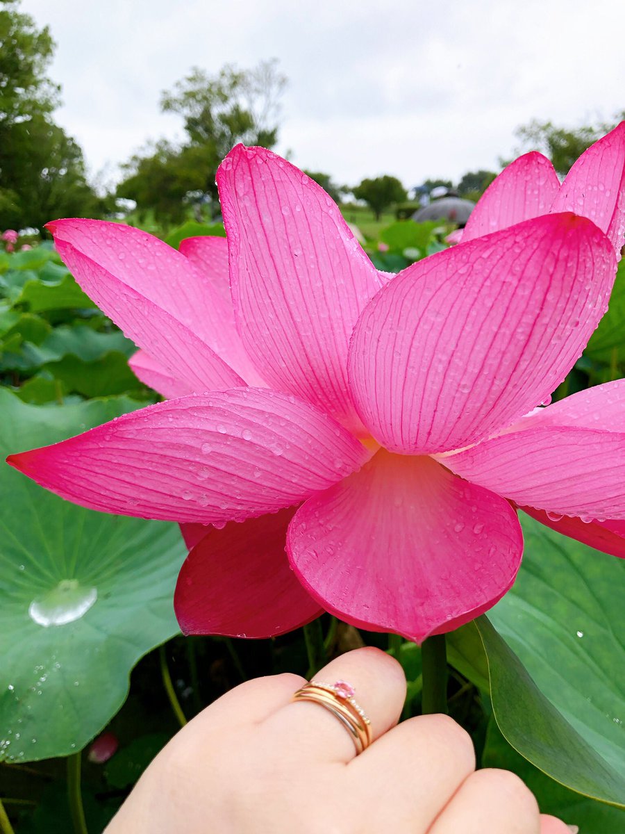Bijou エトランジェのお勉強会 パパラチア サファイア パパラチアとはシンハラ語で 蓮の花 スリランカの言葉です 雨に濡れた美しい蓮の花と同じ色だったのが嬉しくて 一枚に収めた思い出の写真です Bijou エトランジェのお勉強会 パパラチア サファイア パパラチアとはシンハラ語で 蓮の花 スリランカの言葉です 雨に濡れた美しい蓮の花と同じ色だったのが嬉しくて 一枚に収めた思い出の写真です