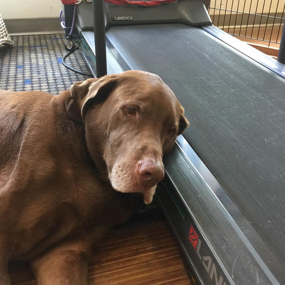 writerman44's tweet image. I used to jog and use a treadmill at my gym. Now, you can catch me inside utilizing my dusty in home treadmill and admiring my dog. Here's my lovely dog posing next to my equally lovely treadmill. @myvegas #InIsTheNewOut #myVEGASChallenge #Sunny1065LV