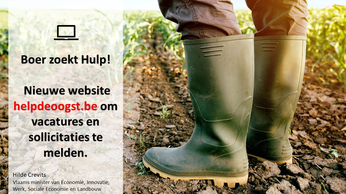 crevits's tweet photo. Hulp nodig bij de oogst? Of tijd en zin om de handen uit de mouwen te steken en onze boeren te helpen? Ga naar https://t.co/UgeYNaFnTp en meld je aan. Samen solidair! RT 

Alle info: ⬇️
https://t.co/3orvdVbaZO https://t.co/ReoXhmYcWQ
