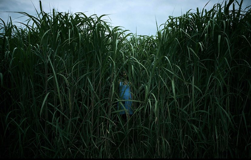 In The Tall Grass (Netflix)- this is honestly a boring film but if you’re like me and want to just watch a bad movie to see why it’s bad. go for it.