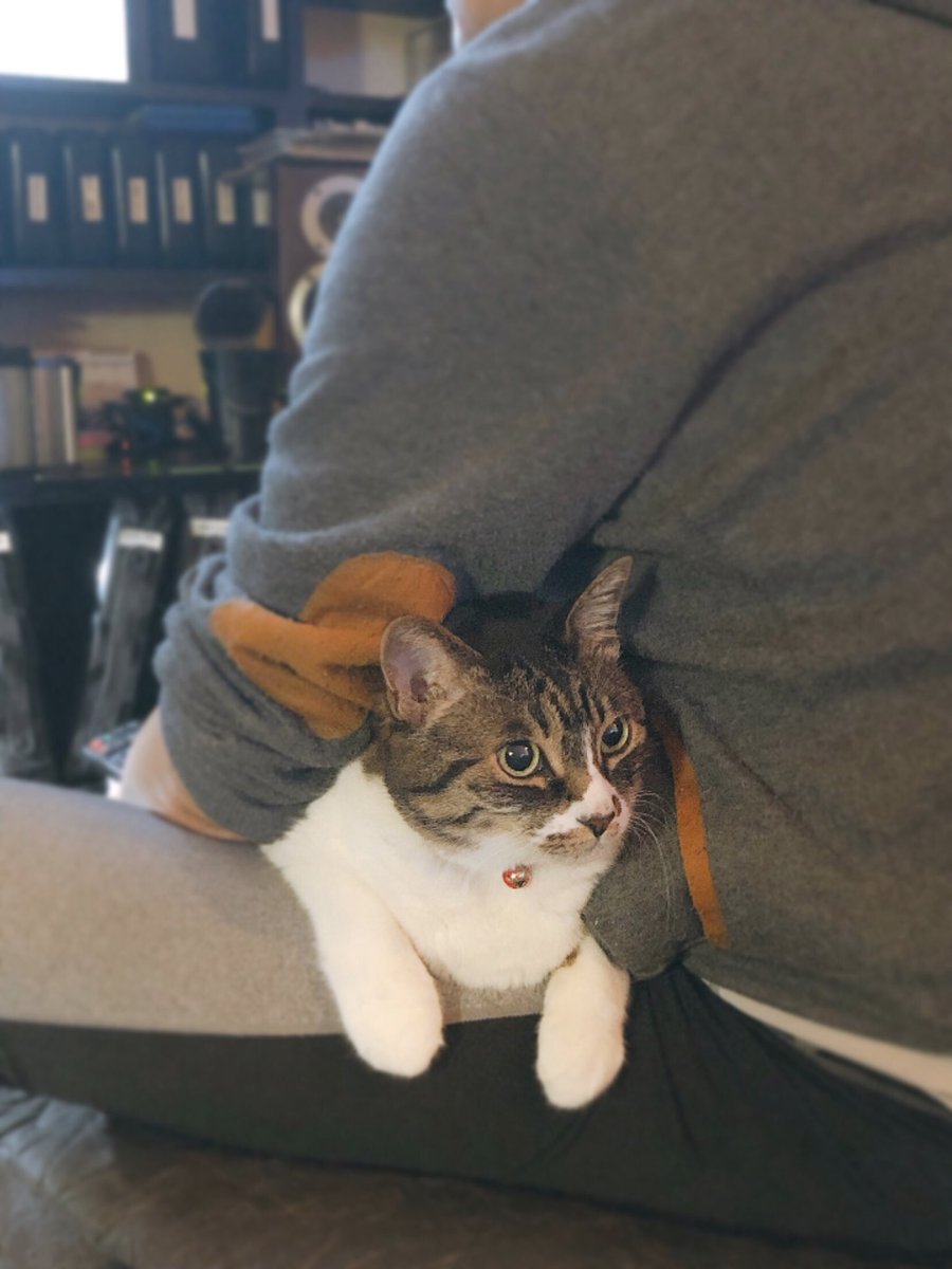 へらへら Pinkえ1 う 父になつく猫かわいい へらへら Pinkえ1 う 父になつく猫かわいい