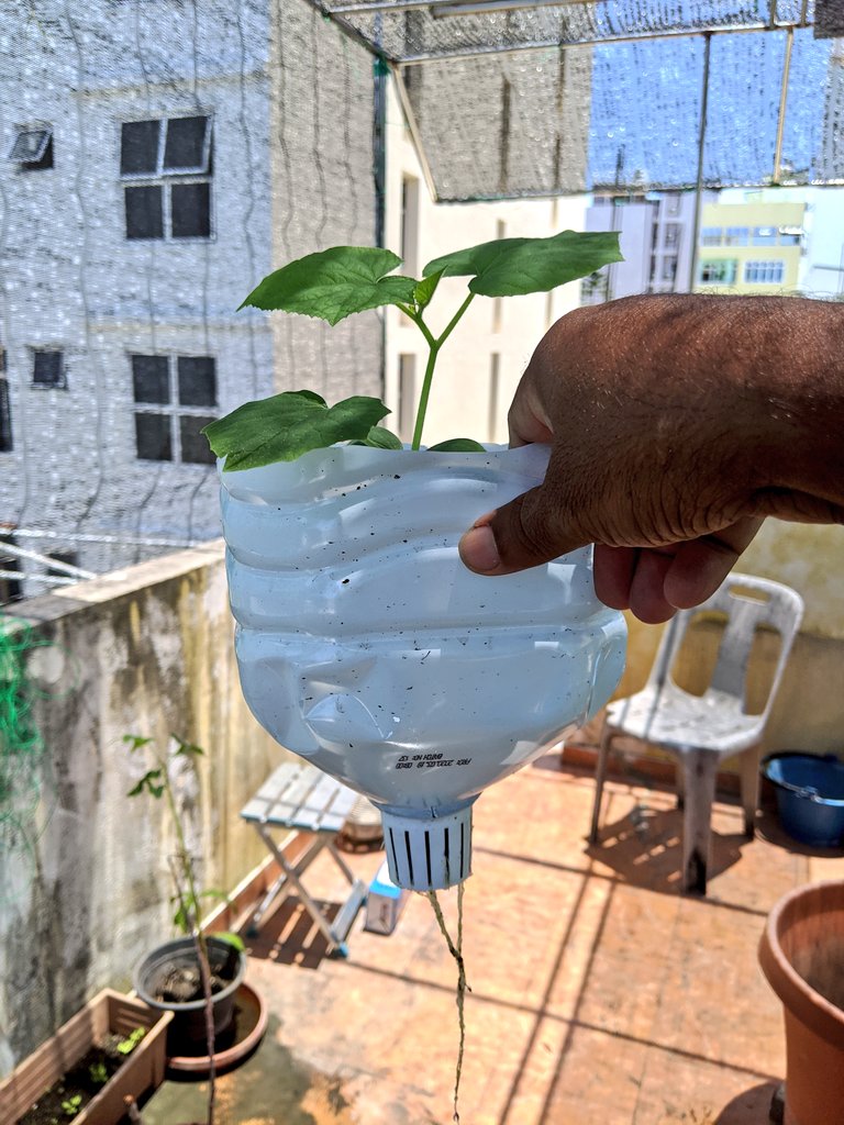 millzero's tweet image. Beautiful roots in less than 2 weeks #homegarden experiment.  Non-circulating technique #Kratkymethod