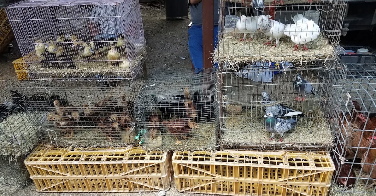 Are y'all aware we have live animal markets right here in Austin? Let's  #BanLiveAnimalMarkets to protect us from future zoonotic pandemics like  #COVID19  #CancelAnimalAg  @GregCasar  @MayorAdler  @JudgeEckhardt  @JimmyFlannigan  http://w.yelp.com/biz/airport-pulga-austin
