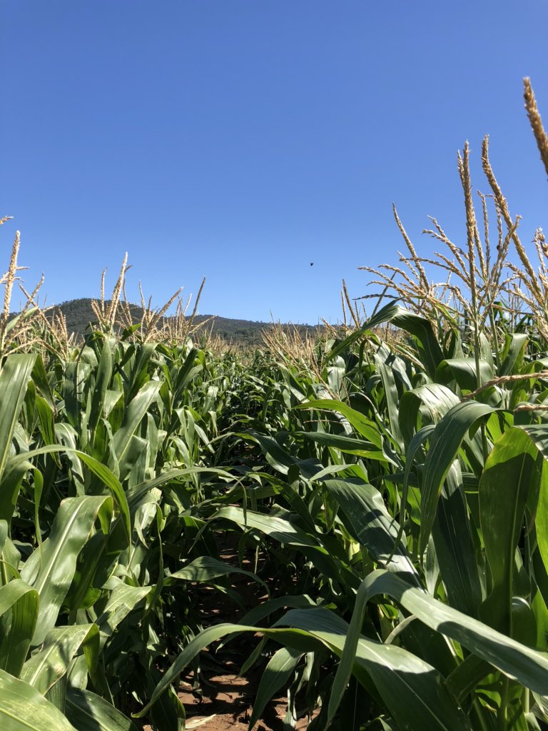 bec_raymond_'s tweet photo. PAC606IT corn ๐ฝ enjoying the beautiful weather near the banks of the Dumaresq River. Will be cut for silage in the coming weeks. #moochew #superiorforsilage #pac606IT #growingpossibilities https://t.co/MhsO7S9UEg
