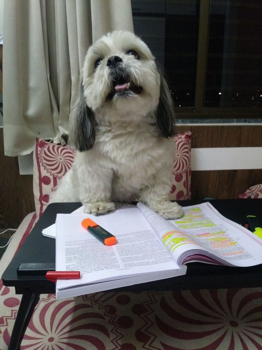 DrDharmil's tweet photo. @Twitter Be competitive 🐶🎓 https://t.co/Xgpy6XQptv