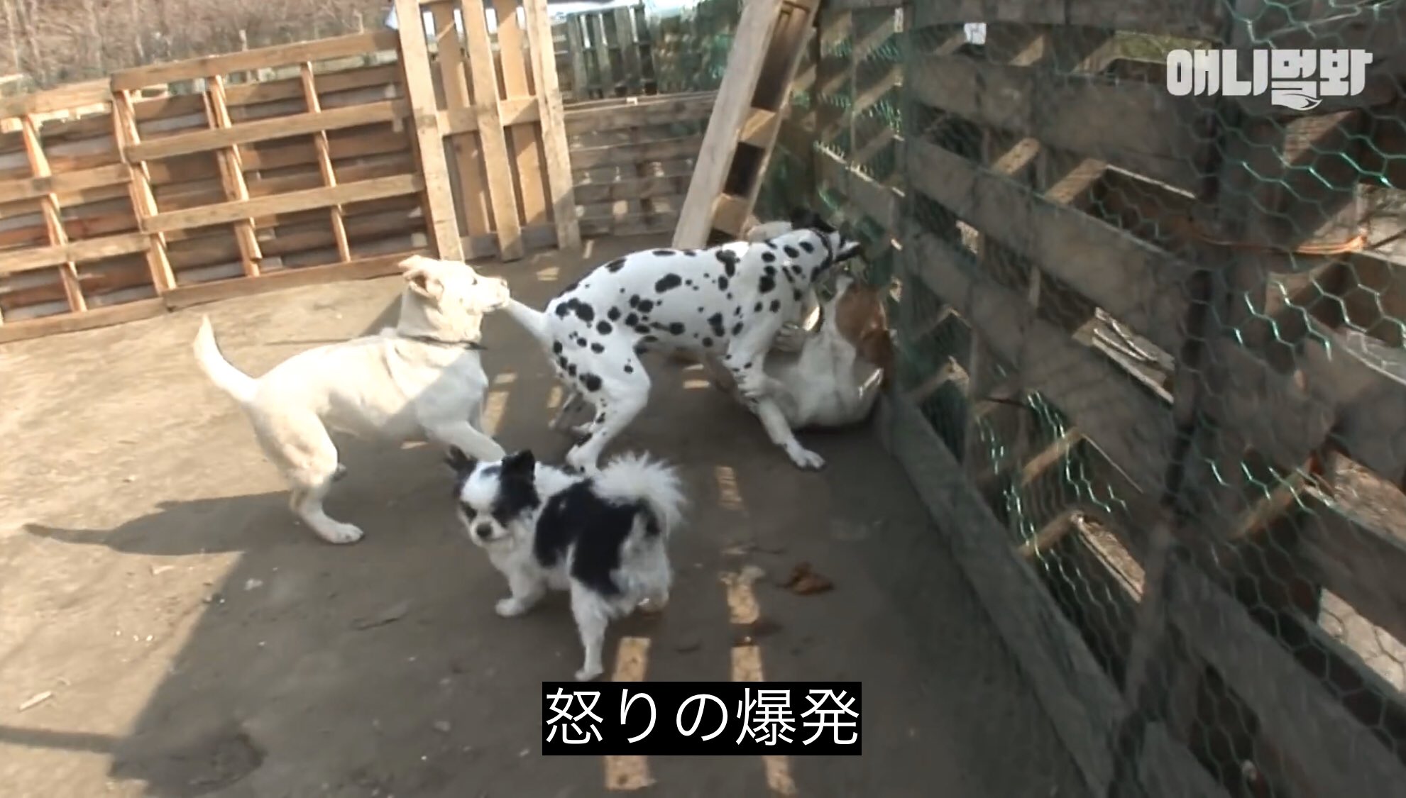 どうぶつ動画字幕bot No Twitter 怒りの爆発https T Co Q9txy5qool Twitter どうぶつ動画字幕bot No Twitter 怒りの爆発https T Co Q9txy5qool Twitter