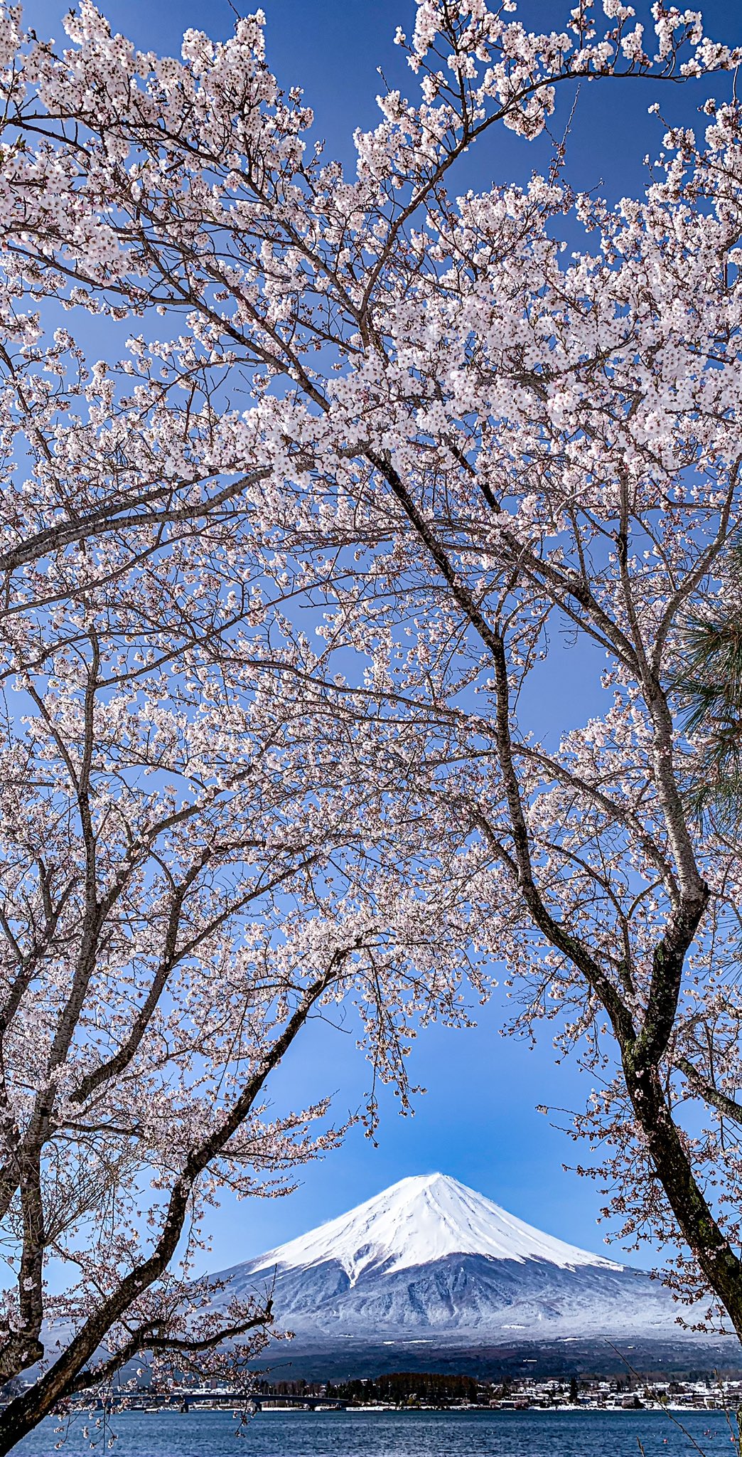 Take 桜の花 縦位置 待ち受け画像にお使い下さい T Co Hgs71cezs0 Twitter