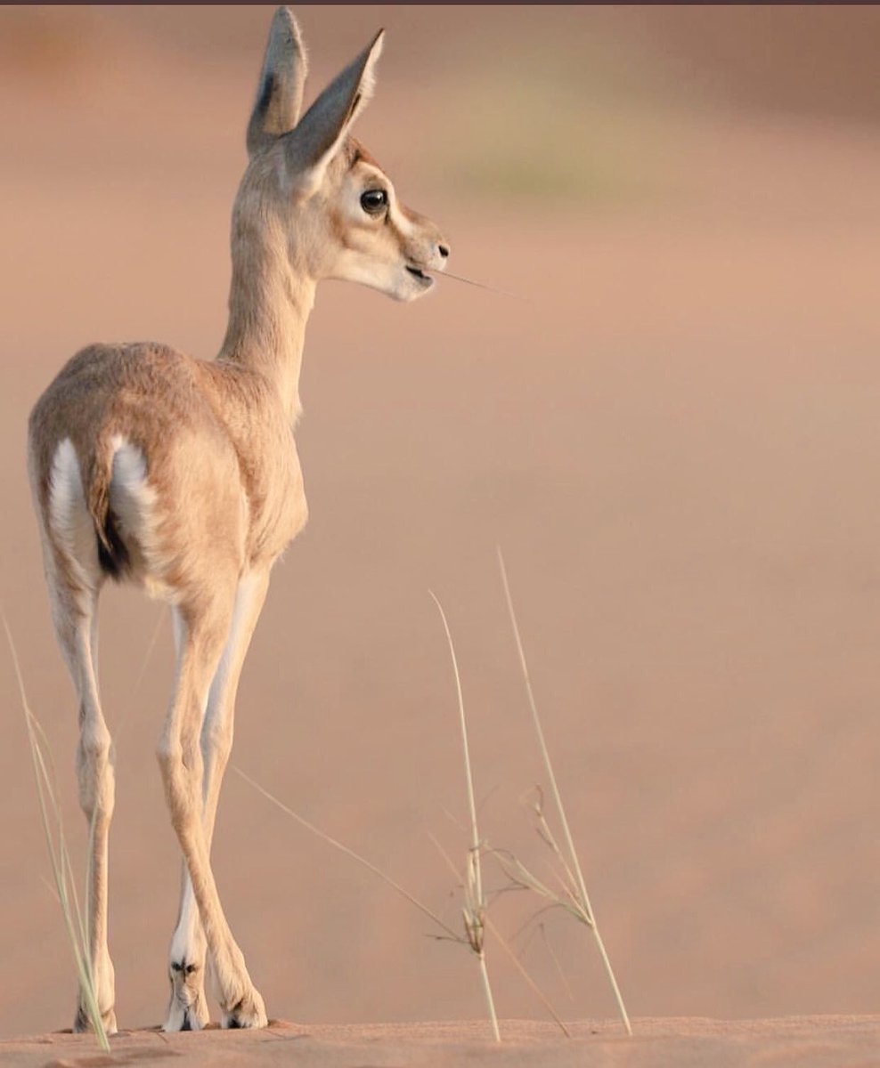 يارقبة اللي على حد الـعريق امشبّـك 
وياعيون اللي جذبه من السما ملواحه 

ليت يوم الله عطاني من غلاك وحبّك 
ماعطاك إنك غريب ، وديرتك منزاحه