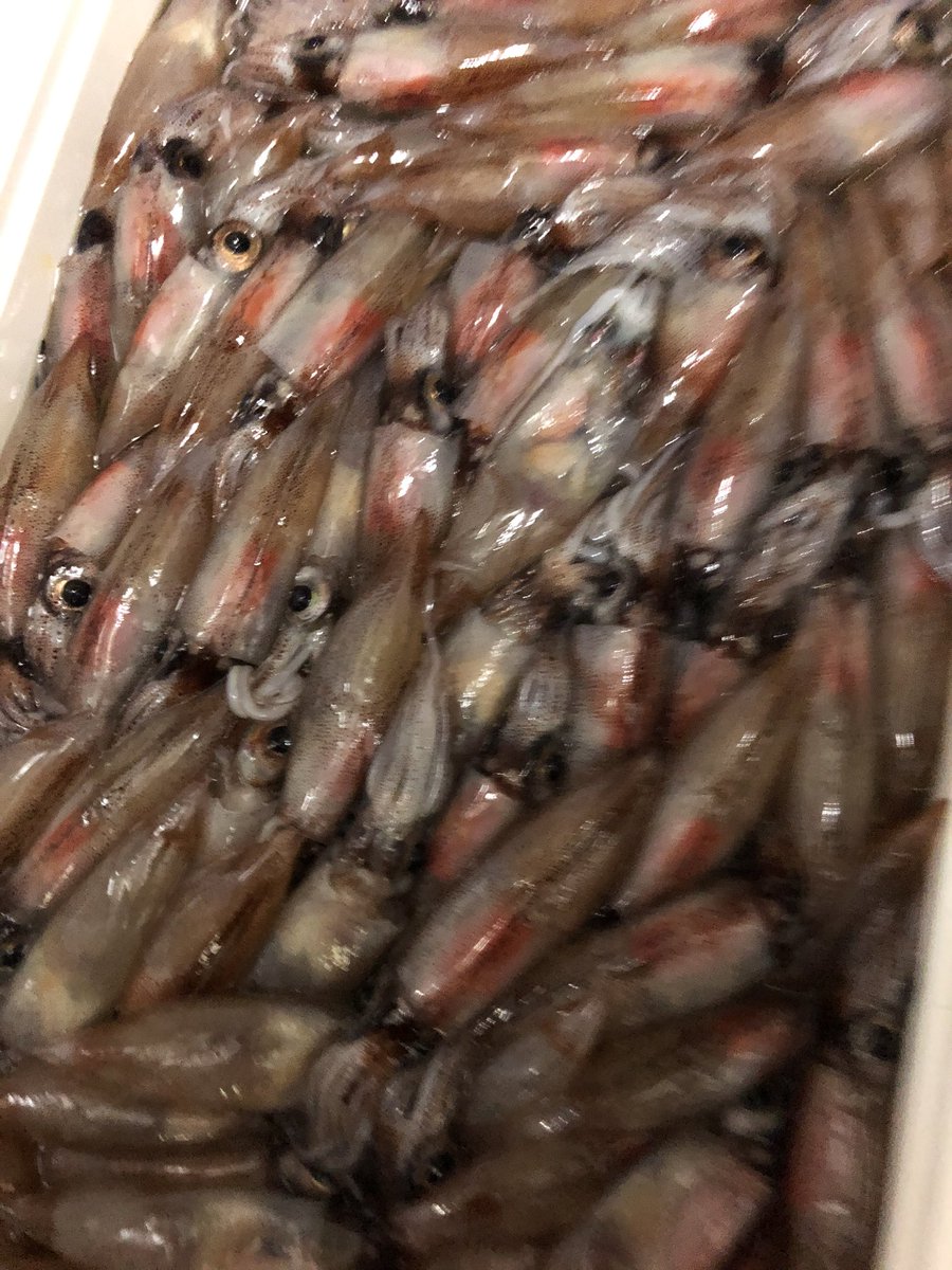 kurfc_out's tweet photo. 自炊に悩む新入生必見！
かんたん学生飯3分クッキング伝授します！

材料: 人間　網　ライト

①新月を待ち富山湾まで車を走らせ、深夜腹まで海に浸かって必死こいて掬ったホタルイカ1000匹を用意する

②高濃度食塩水でイカを茹でる

＿人人人人人人人人＿
＞　出来上がり！　＜
￣Y^Y^Y^Y^Y^Y^Y^￣ https://t.co/FWOQQs5RrA