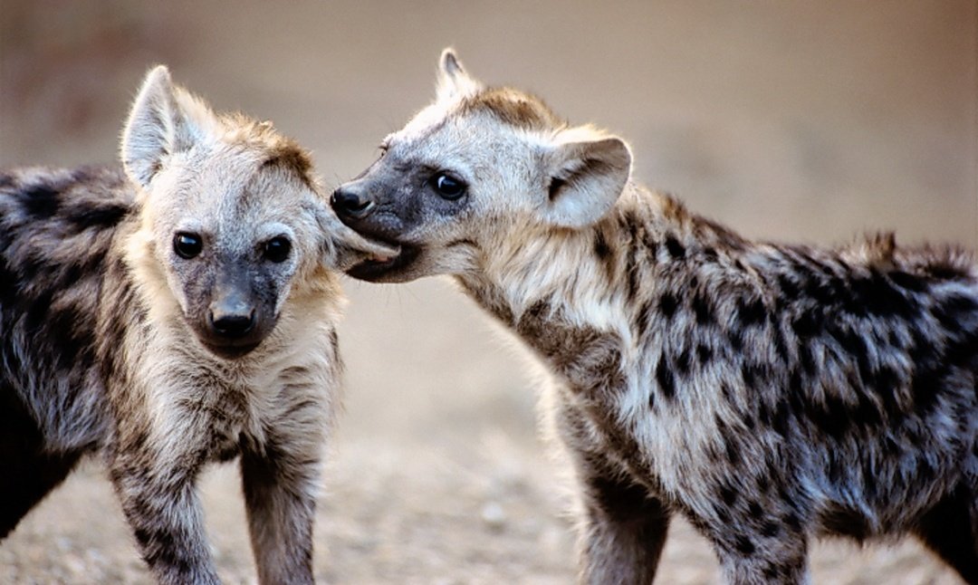 Bon, vu que je m'ennuie je vais vous faire un THREAD sur les HYÈNES pour vous faire découvrir cet animal incroyablement souscoté et vous faire apprendre des choses intéressantes.