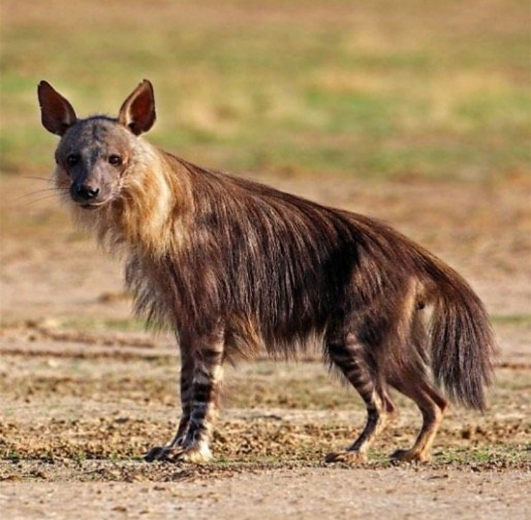 Il existe 4 espèces de hyènes assez différentes les unes des autres: la hyène tachetée, la hyène brune, la hyène rayée, et la protèle.