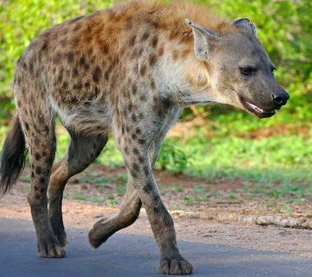 Chez les hyènes tachetées, les femelles sont plus agressives que les mâles, plus fortes, plus grandes, et se nourrissent avant eux étant donné qu'elles exercent une domination totale à leur égard. La femelle dominante de la troupe n'a pas besoin de chasser.