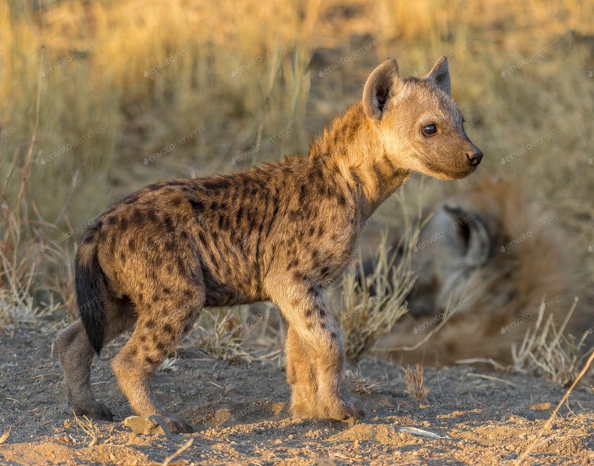 Les jeunes hyènes montrent vite un fort caractère et une volonté de domination. C'est dû au fait que durant la gestation les petits baignent dans un liquide saturé de testostérone, qui aura des conséquences sur leur futur caractère.