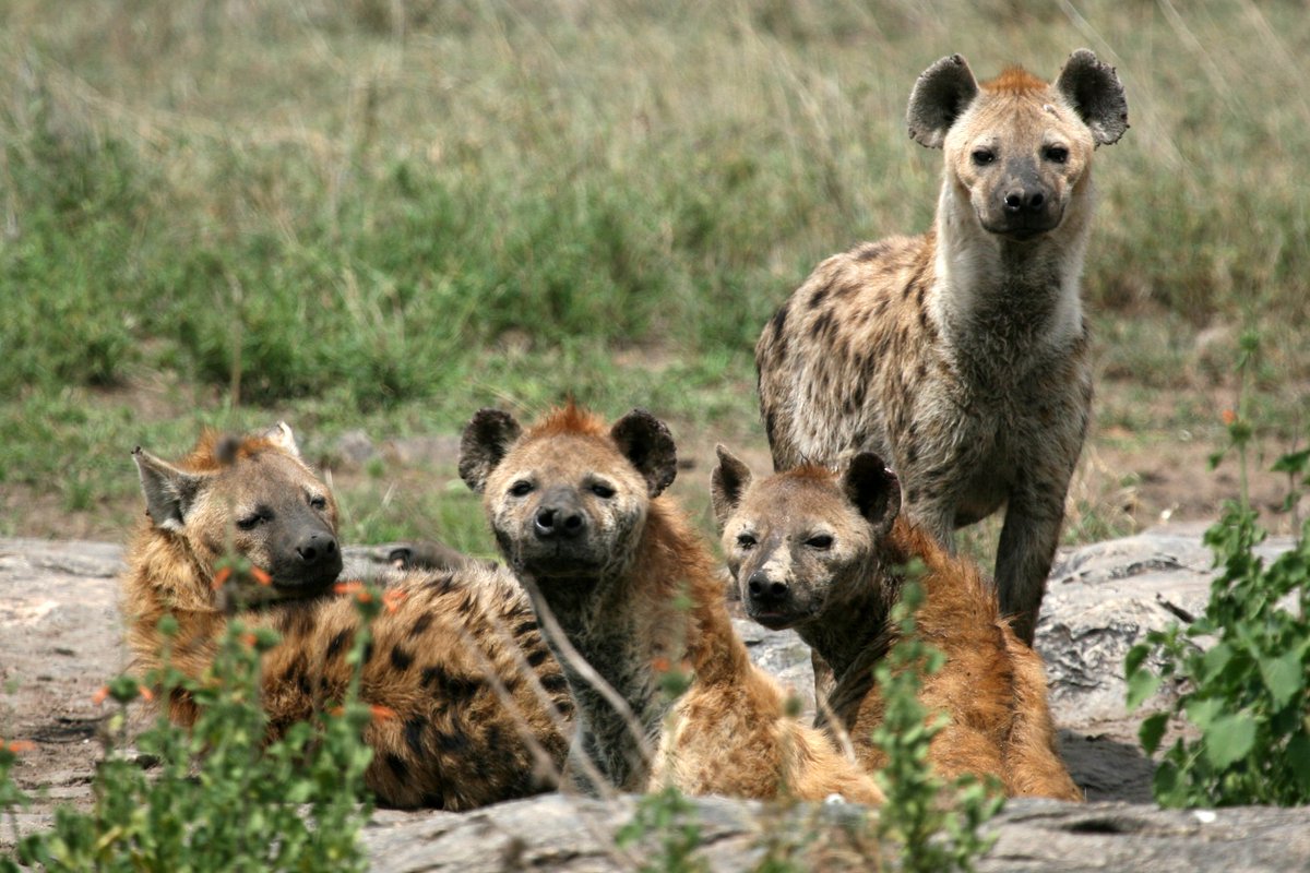 Une meute de hyènes peut comporter jusqu'à 100 individus. Souvent charognarde, la hyène est un redoutable chasseur en bande et 70 % de son alimentation provient de la chasse nocturne.