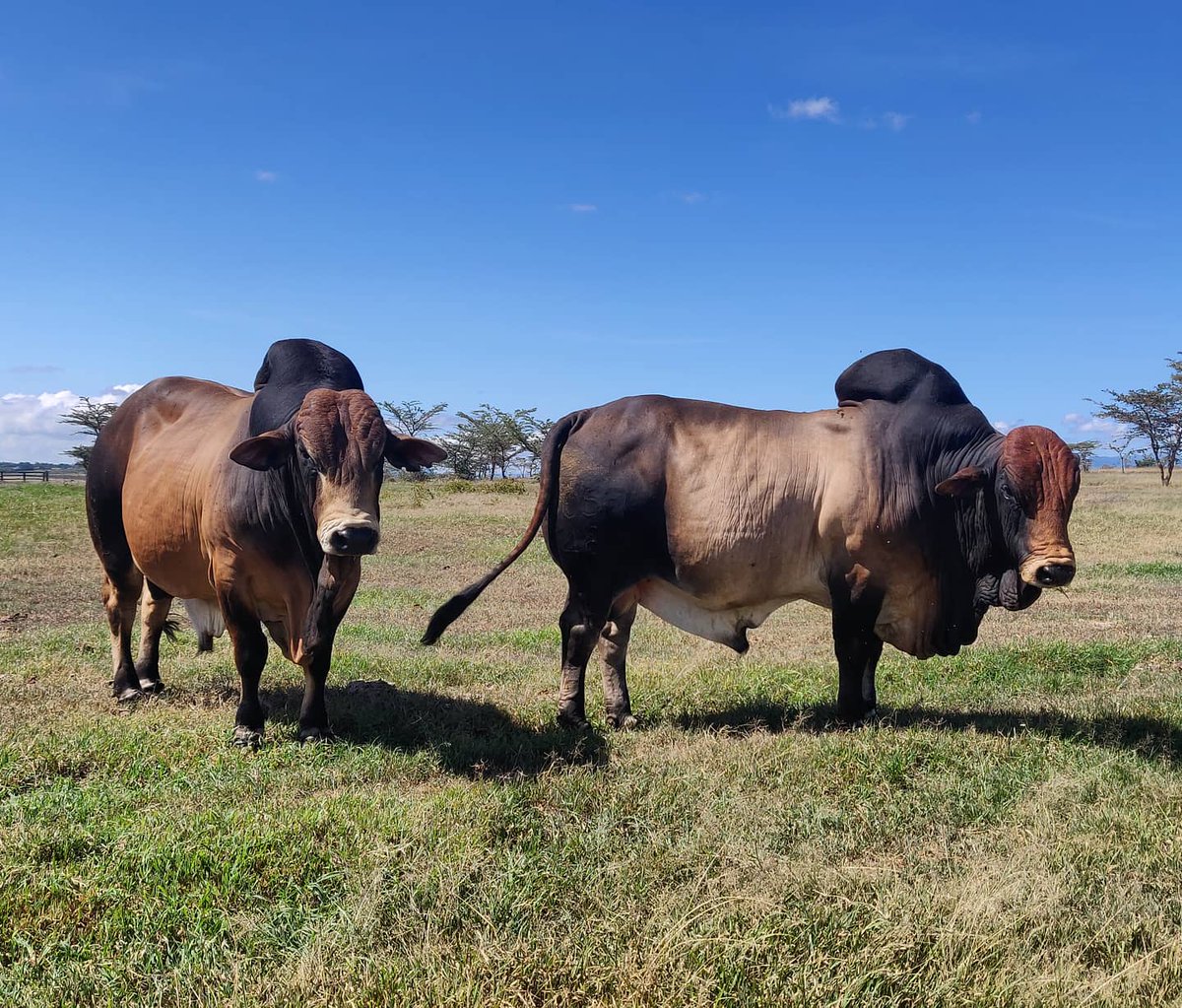 olpejetabeef's tweet photo. Handsome father and son. Who is who?

🐂🐂

#Boran #BoranBreeders #BoranGenetics #OlPejetaBeef https://t.co/IUUpd0hj2W
