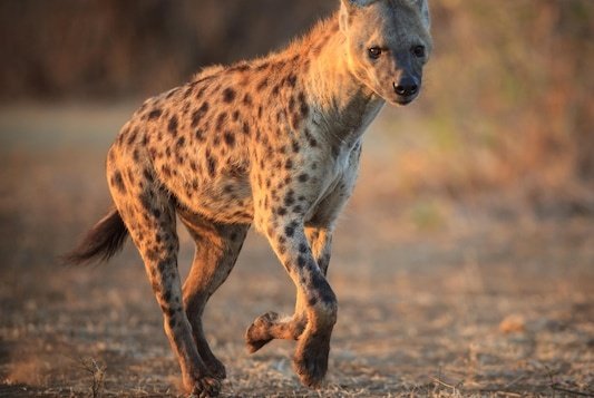 Les hyènes tachetées sont des prédateurs redoutables. Ce sont mammifères possédent la plus forte mâchoire étant donné que leur puissance de morsure peut atteindre jusqu'à 3000kg. De plus, la hyène tâchetée peut courir jusqu'à 65km/h. Ce qui fait d'elle un excellent chasseur.